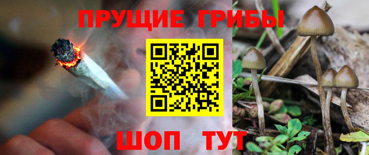 Похвистнево  Галлюциногенные грибы Cubensis  Вход с VPN 